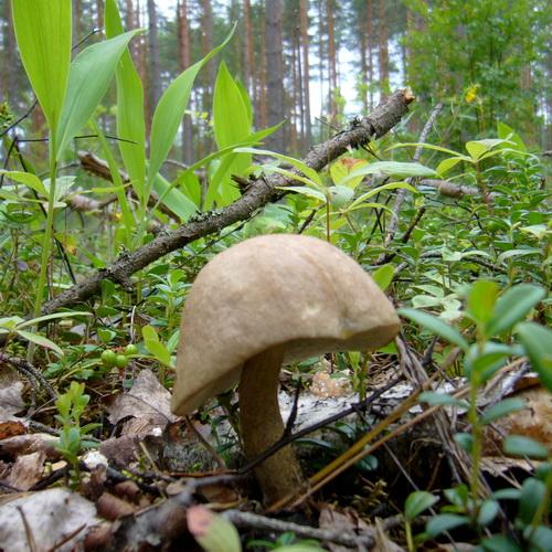 Barna érdestinóru, lehmäntatti, Leccinum scabrum