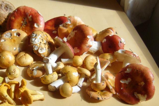 Galambgombák, haperot, Russulales Galambgombák, haperot, Russulales