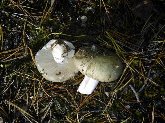 Galambgombák, haperot, Russulales Galambgombák, haperot, Russulales