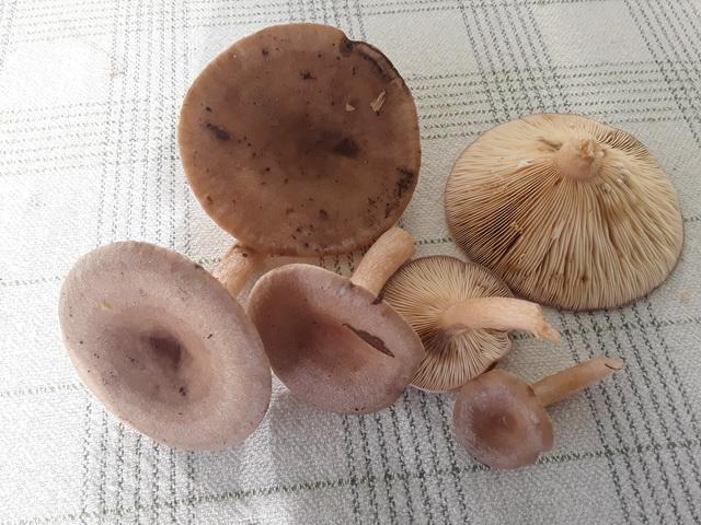 Északi tejelőgomba, haaparousku, Lactarius trivialis Északi tejelőgomba, haaparousku, Lactarius trivialis