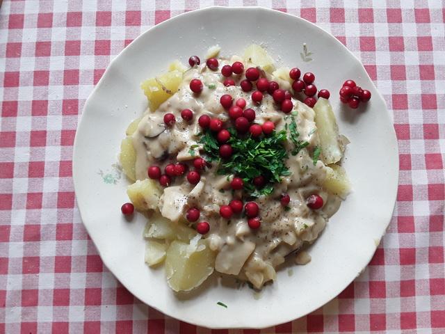 Rőt tejelőgomba, kangasrousku vagy kangassieni, Lactarius rufus Rőt tejelőgomba, kangasrousku vagy kangassieni, Lactarius rufus