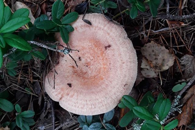 Nyírfa-szőrgomba, karvarousku, Lactarius torminosus Nyírfa-szőrgomba, karvarousku, Lactarius torminosus
