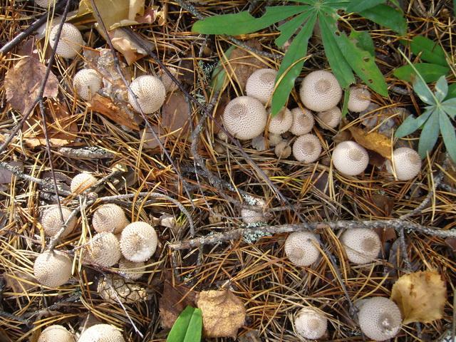 Bimbós pöfeteg, känsätuhkelo, Lycoperdon perlatum Bimbós pöfeteg, känsätuhkelo, Lycoperdon perlatum