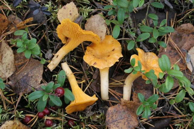Sárga rókagomba, kanttarelli vagy keltavahvero, cantharellus cibarius Sárga rókagomba, kanttarelli vagy keltavahvero, cantharellus cibarius
