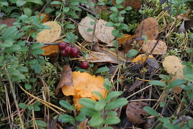 Sárga rókagomba, kanttarelli vagy keltavahvero, cantharellus cibarius Sárga rókagomba, kanttarelli vagy keltavahvero, cantharellus cibarius