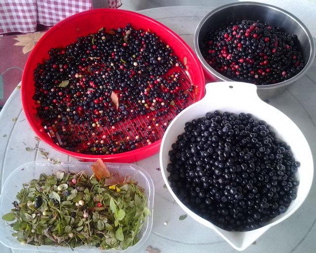 feket áfonya Finnországban