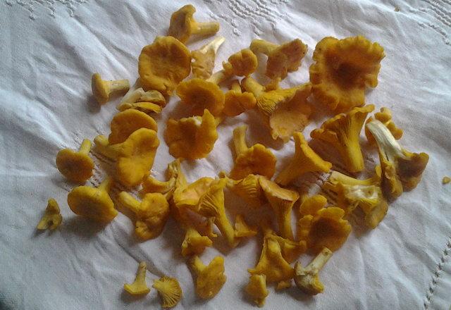 Sárga rókagomba, kanttarelli