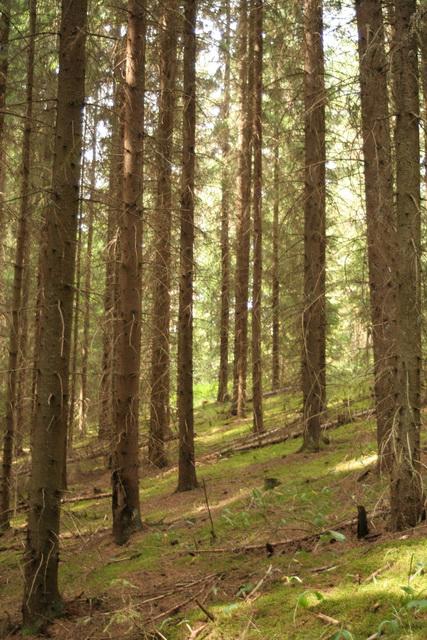 A bogyószedés után megpihentünk az erdőben a mohaszőnyegen