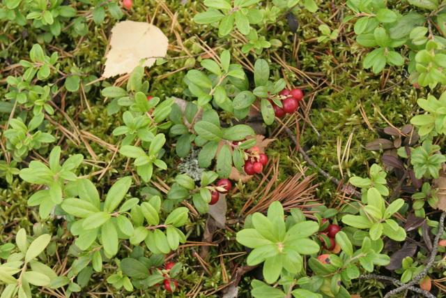 Vörös áfonya, puolukka, vaccinium vitis-idaea