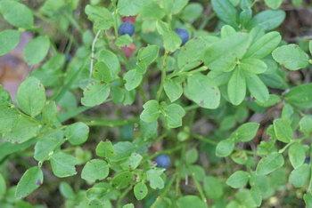 Fekete áfonya, mustikka (Vaccinium myrtillus)