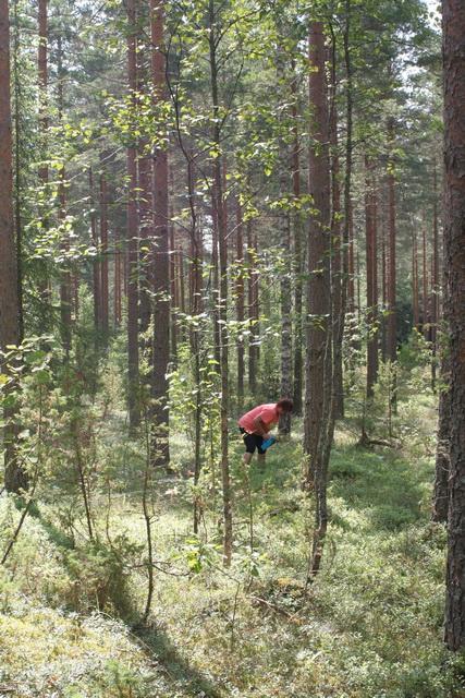 Bogyógyűjtés Finnországban