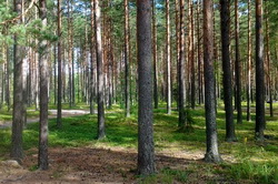 Újjáéledni az erdőben