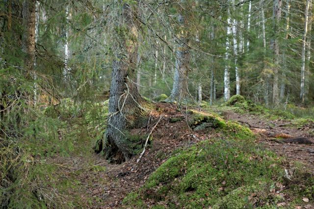 Heisanharju kirándulás, pihenés Finnországban Heisanharju kirándulás, pihenés Finnországban