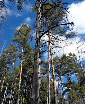Hiidenvuori, Iitti, Kymenlaakso, Finland