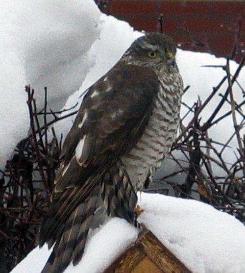 Karvaly Varpushaukka Accipiter nisus Karvaly Varpushaukka Accipiter nisus