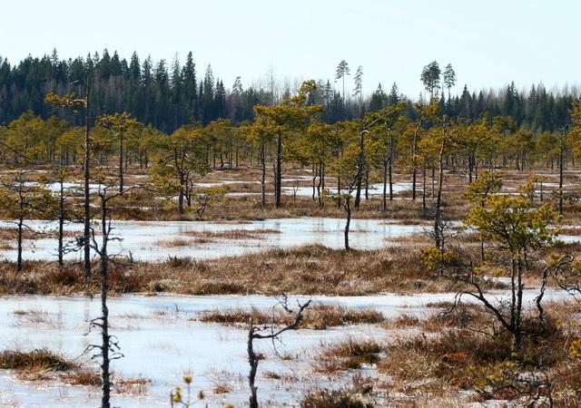 Téli láp Fotó: Matti Touko, Láp, finnül suo: Linnaistensuo