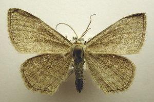 Rämelehtimittari (Scopula virgulata), vesszős sávosaraszoló Rämelehtimittari (Scopula virgulata), vesszős sávosaraszoló