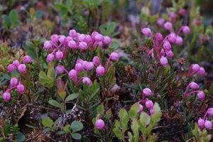 Suokukka (Andromeda polifolia), közönséges tőzegrozmaring Suokukka (Andromeda polifolia), közönséges tőzegrozmaring