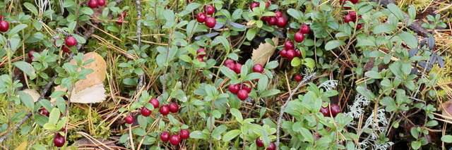 Vörös áfonya, puolukka, Vaccinium vitis-idaea Vörös áfonya, puolukka, Vaccinium vitis-idaea