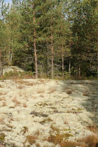 Poronjäkälä