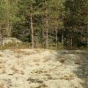 Poronjäkälä